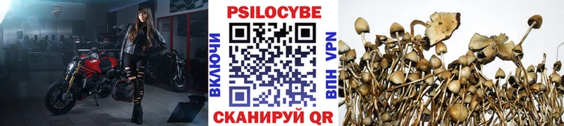 Галлюциногенные грибы мицелий  где купить наркоту  Владимир 